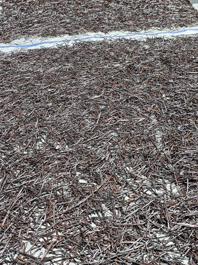 Bulk vanilla beans prepared for export