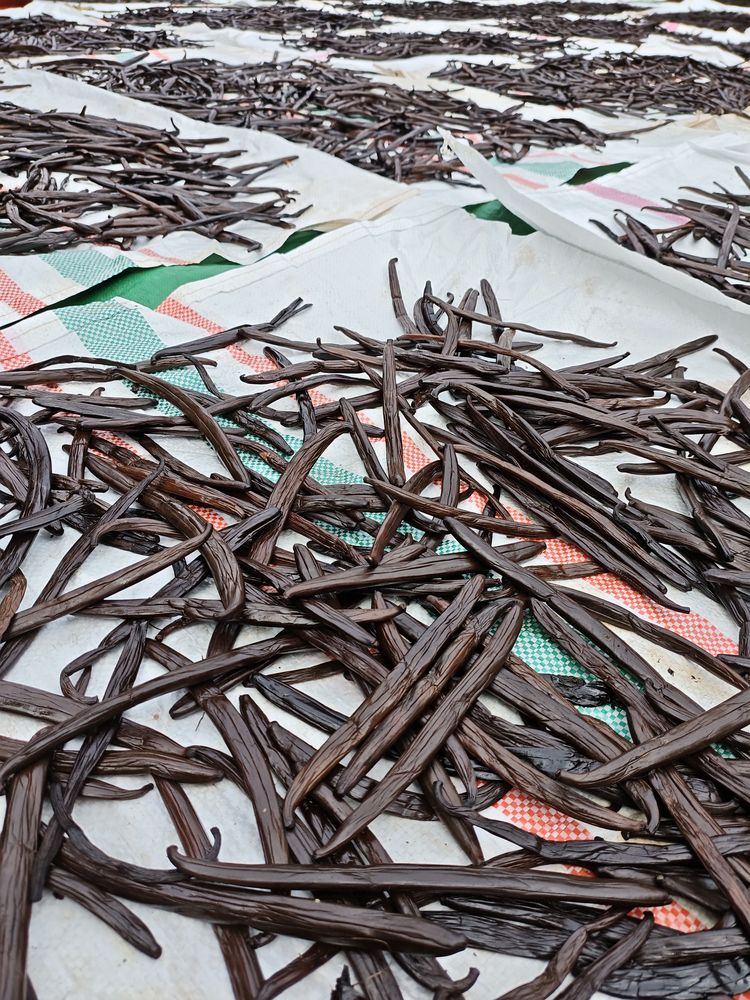 Cured vanilla beans sun-drying