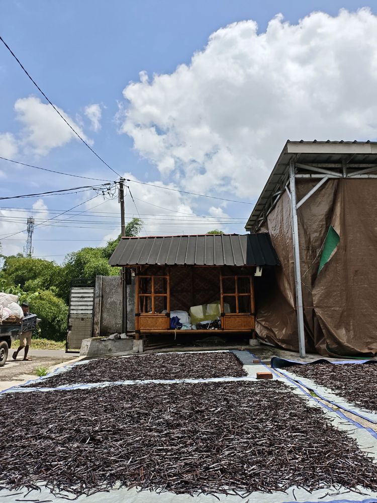 Vanilla drying yard in Sukabumi, West Java